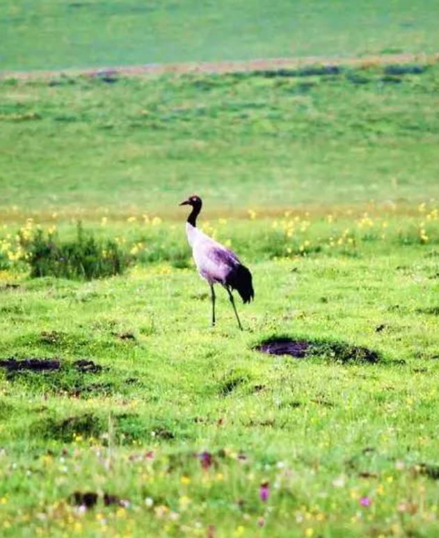 对不起，我去草原了，别再找我了……
