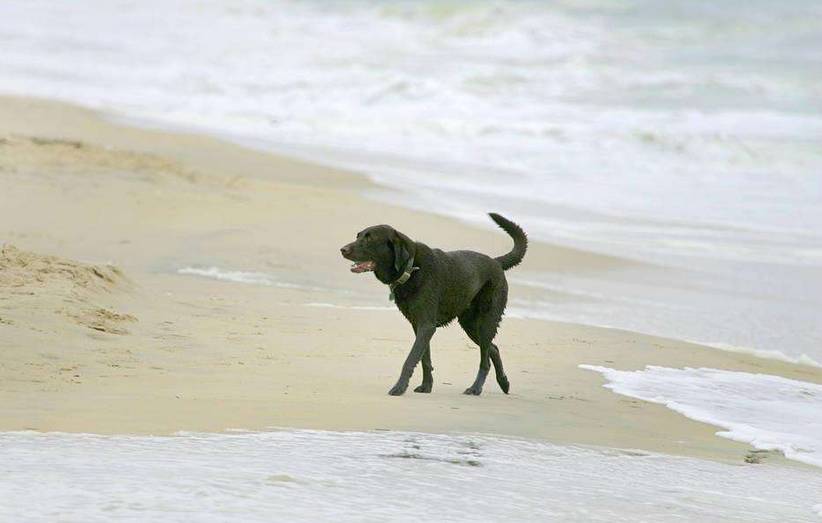 秦皇岛带狗冬天去哪里玩,北戴河三天两晚民宿可带狗