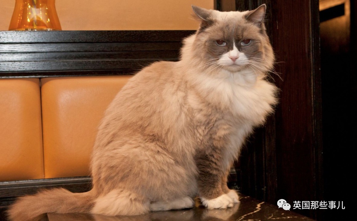 在职7年的喵掌柜终于退休，勤勤恳恳主动加班……对接任的也是放心不下啊……