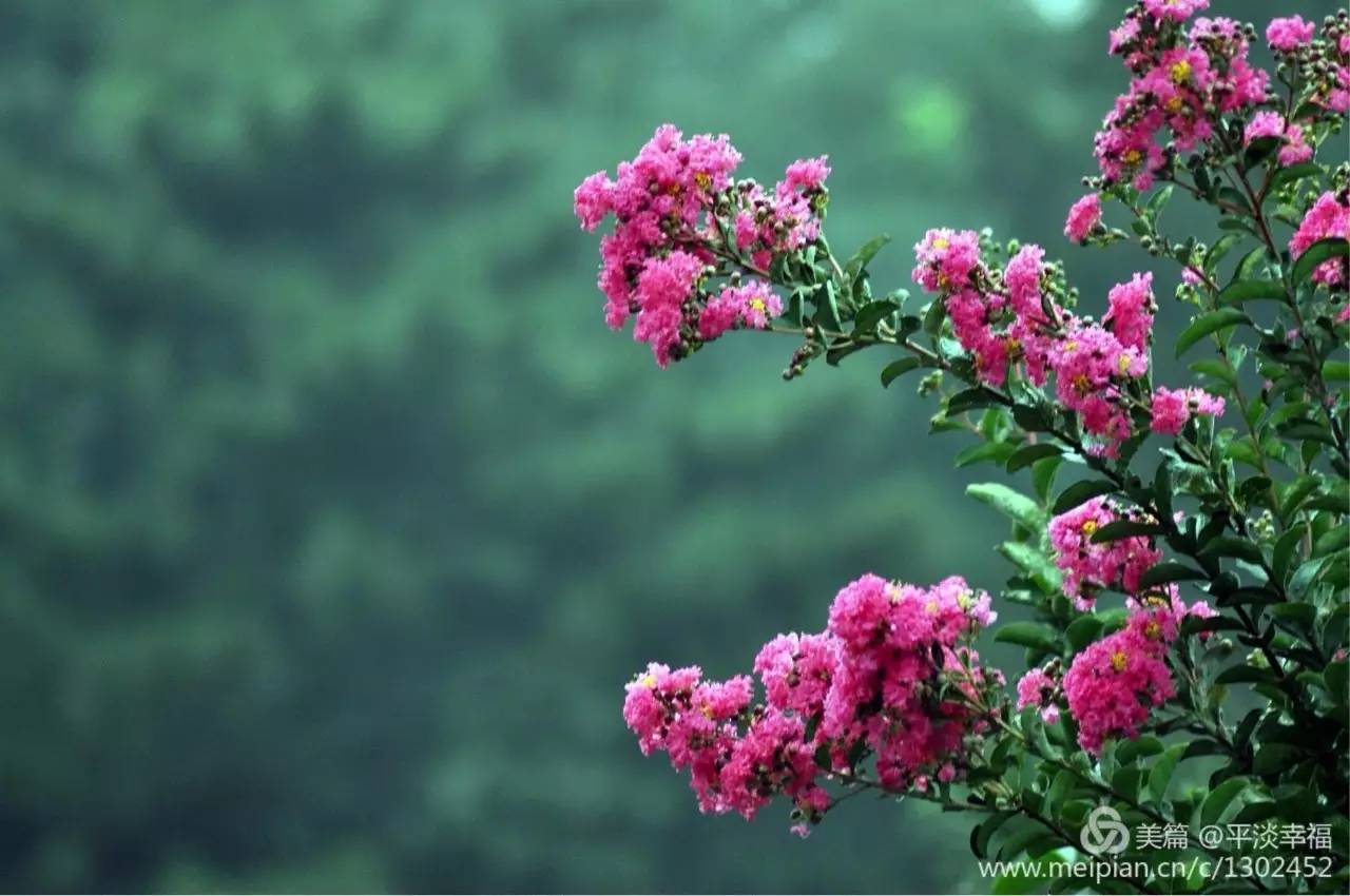 紫薇开花发朋友圈,紫薇树图片朋友圈