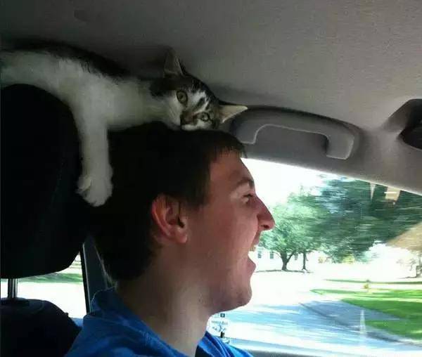 自从养了狗就没有了朋友,自从养了狗就没有朋友