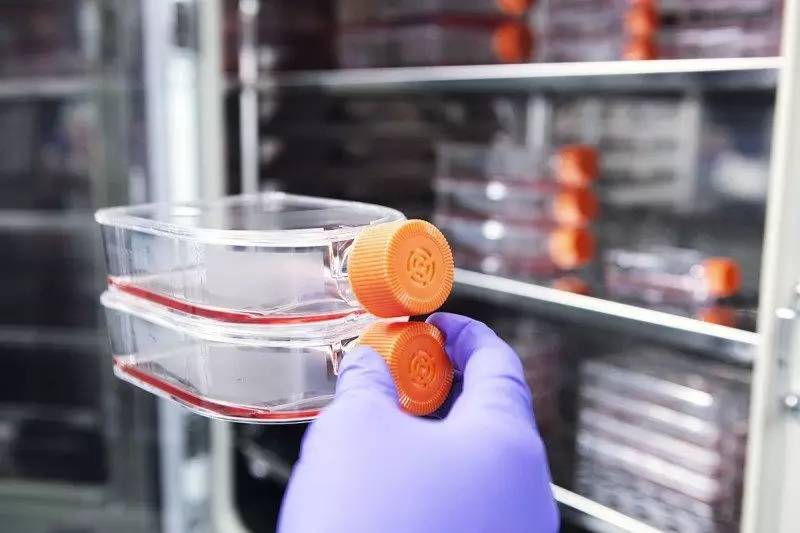 快讯丨全球首个基于胚胎干细胞的糖尿病治疗研究正式展开