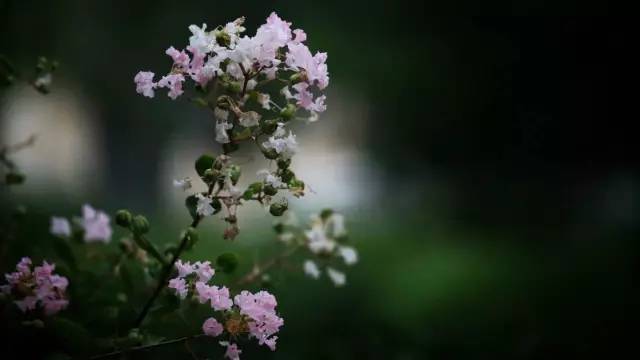 紫薇开花发朋友圈,紫薇树图片朋友圈