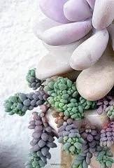 姬星美人和旋叶姬星美人的区别,姬星美人怎么养才能更旺盛