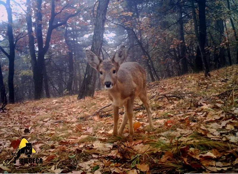 华北豹亚种,华北豹亚种什么意思