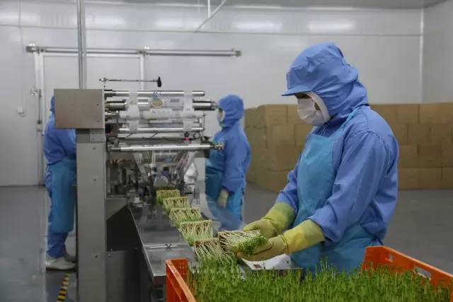 无土栽培蔬菜生产全过程,简易大棚种植无土栽培蔬菜技术