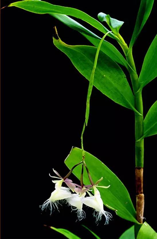 苍山珍稀兰花品种有哪些,顶级珍稀兰花品种大全视频