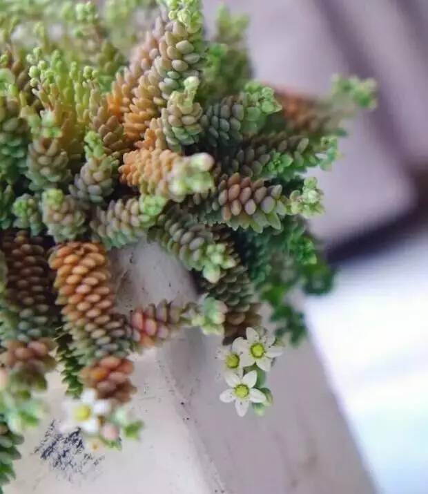 姬星美人和旋叶姬星美人的区别,姬星美人怎么养才能更旺盛