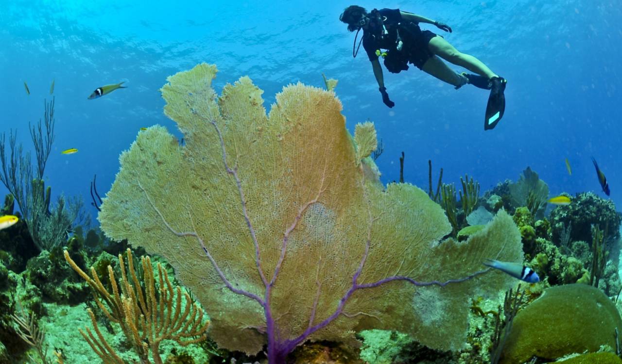 濡欏鐤楁剤,濡欏