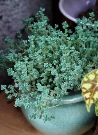 姬星美人和旋叶姬星美人的区别,姬星美人怎么养才能更旺盛