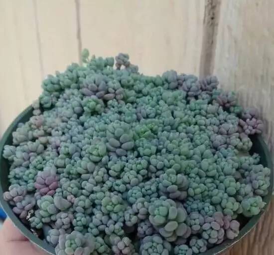 姬星美人和旋叶姬星美人的区别,姬星美人怎么养才能更旺盛