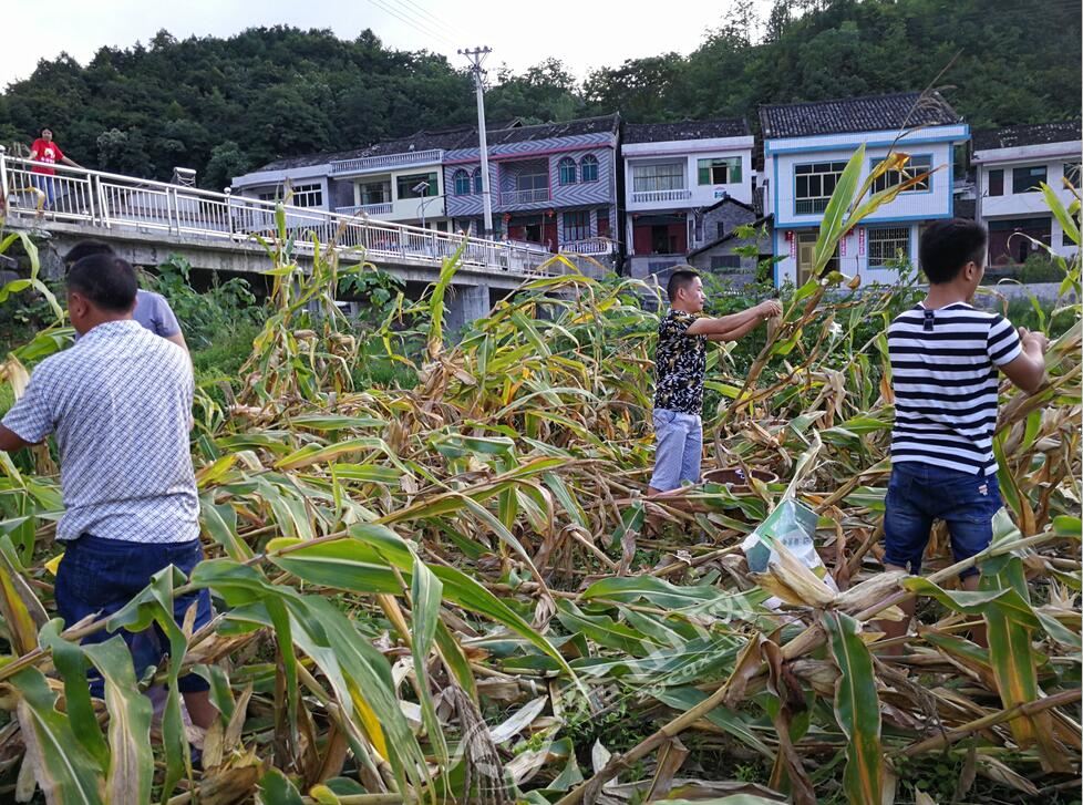 今年你回家掰包谷了吗?