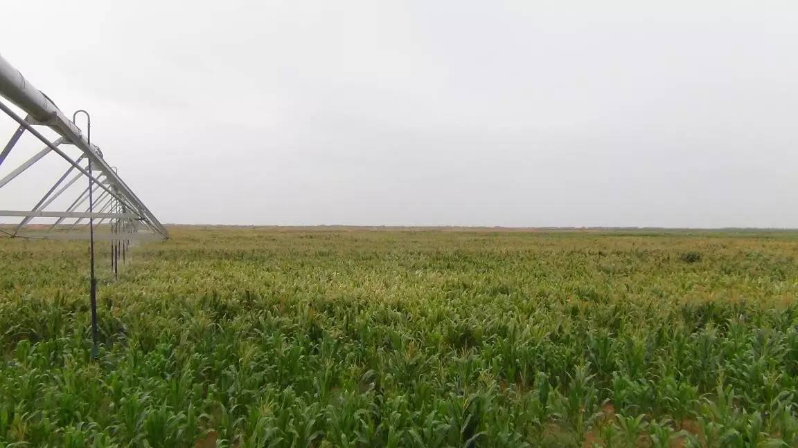 圣牧有机奶治沙,圣牧高科奶业公司