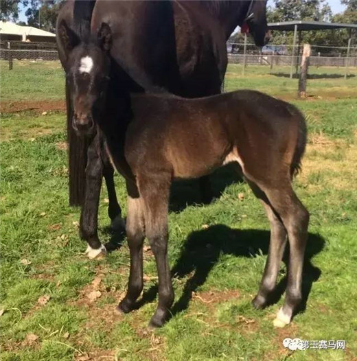 神奇百万马匹拍卖,神奇百万马匹拍卖会