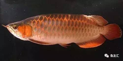 看看邻国玩家是怎么养龙的