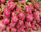 怀孕可以吃火龙果味的水果吗,怀孕可以吃火龙果青瓜吗