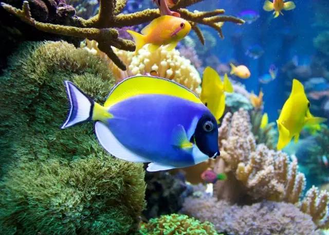 怎么驯服水族箱,怎么驯服海王