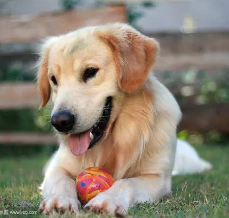 「福利」这周末有一场和宠物的约会等你来，小布送票送助攻→