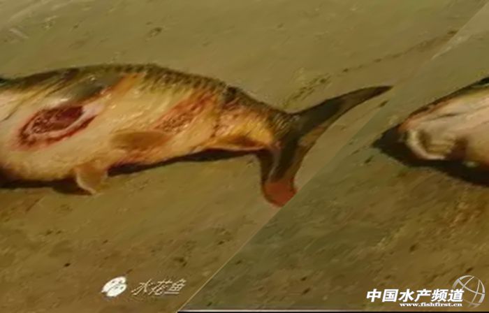 鱼类患上疥疮病,鱼有疥疮病用什么药