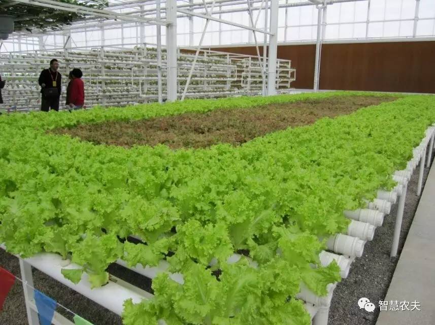 无土栽培的成本和利润如何,原来这就是变富秘诀