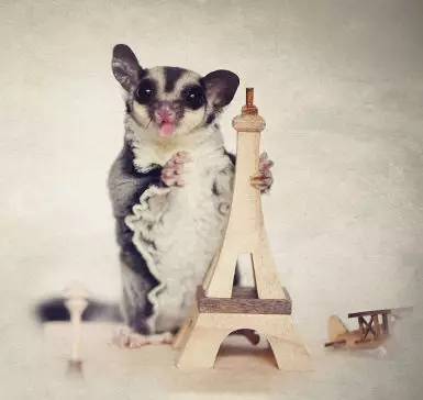 「福利」这周末有一场和宠物的约会等你来，小布送票送助攻→