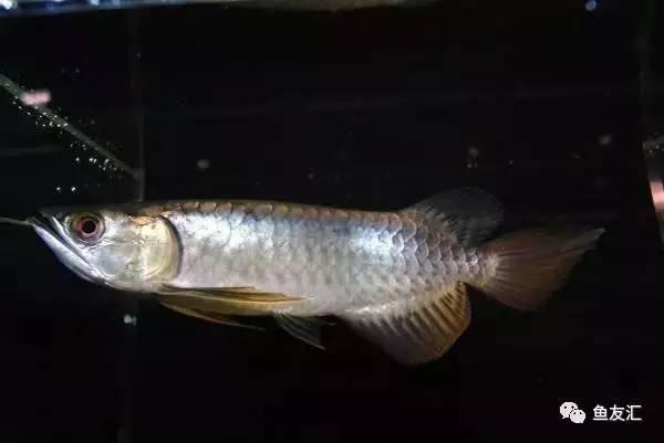 龙鱼价格为什么那么贵,日本金龙鱼多少钱