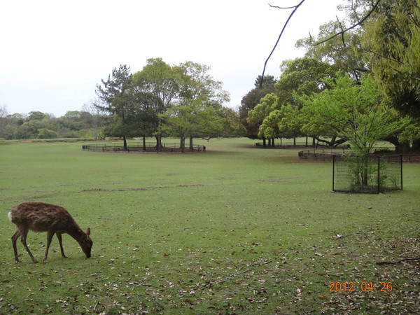 日本7天自由行跟团,日本7天自由行大约需要多少钱