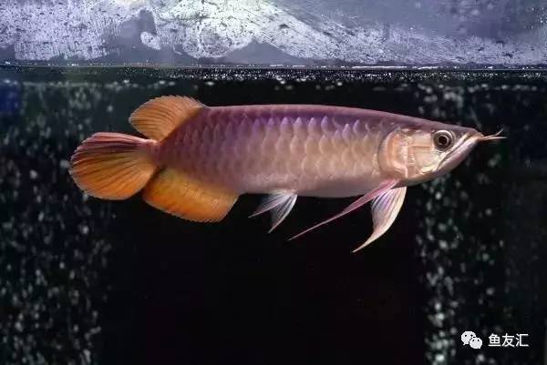 龙鱼价格为什么那么贵,日本金龙鱼多少钱