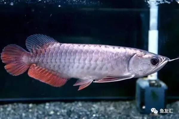 龙鱼价格为什么那么贵,日本金龙鱼多少钱