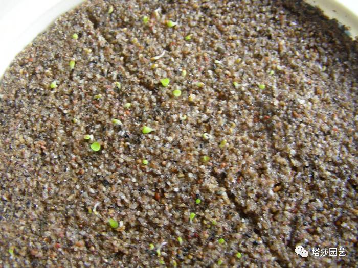 生石花最好养的品种,生石花品种大全图谱和价格