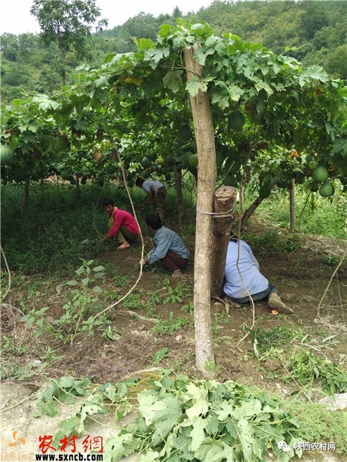瓜蒌产业链,小瓜蒌链起大产业
