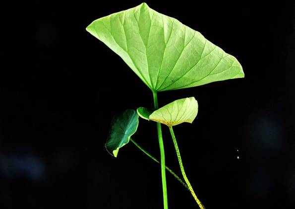 养生宝的功效,养生好物补气血