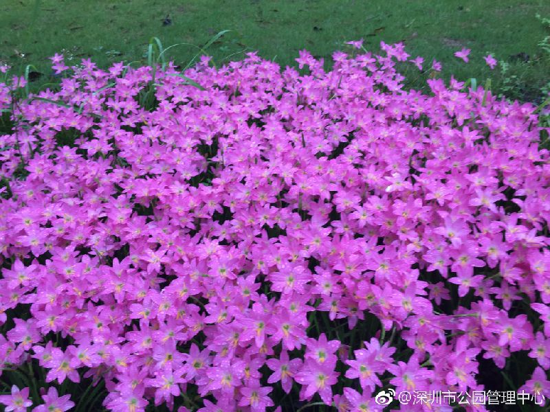 深圳最美丽花海,深圳发现的花海