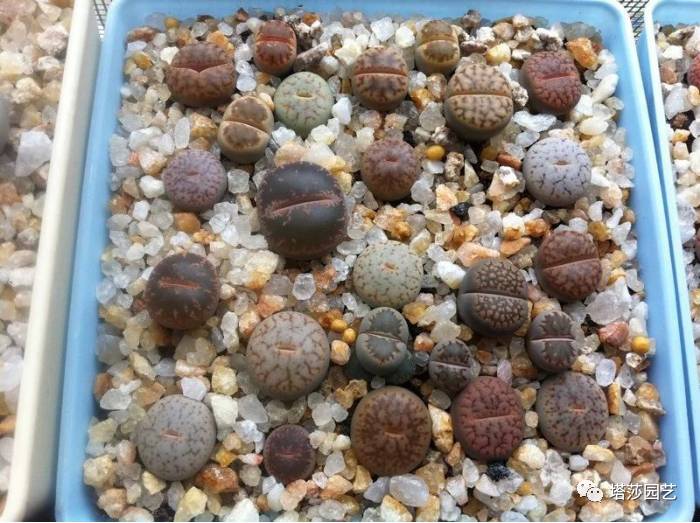 生石花最好养的品种,生石花品种大全图谱和价格