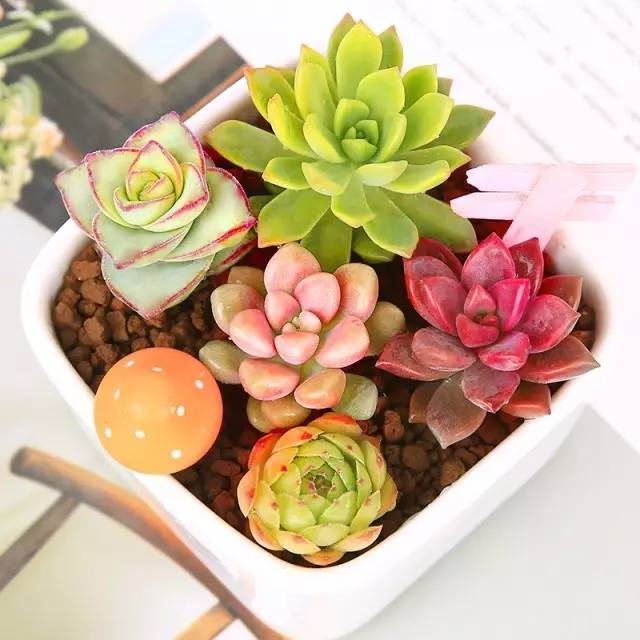 4种新手也能养成老桩的多肉,多肉如何养成大朵