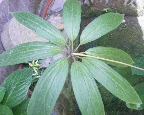 七叶一枝花抗癌奇迹,七叶一枝花种植视频