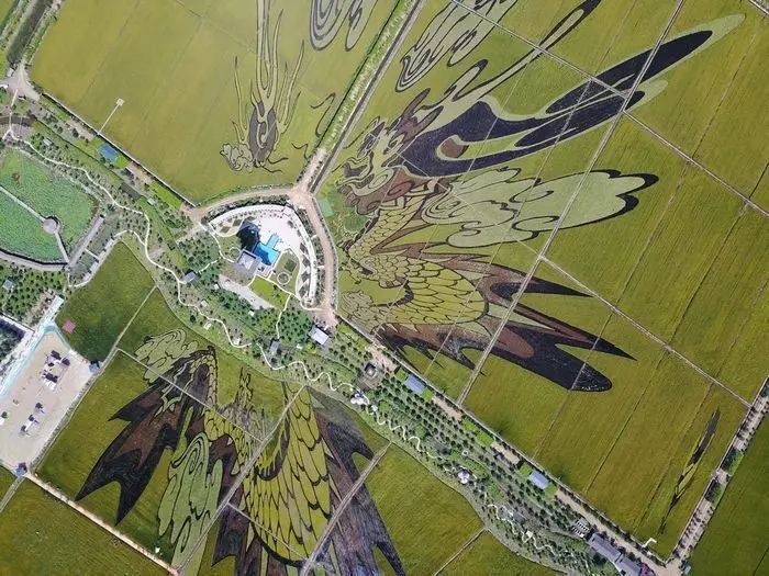 沈阳稻梦空间稻田,沈阳稻梦空间