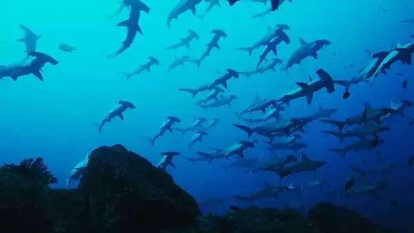 船宿潜水选哪里,从小白到潜水教练需要花多少钱