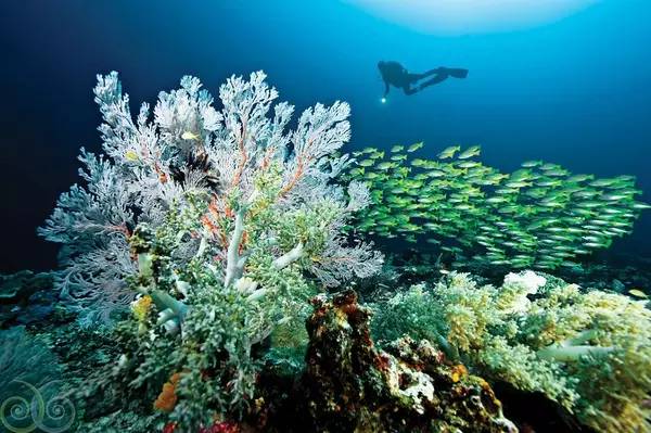 船宿潜水要什么水平,从零开始的潜水教练