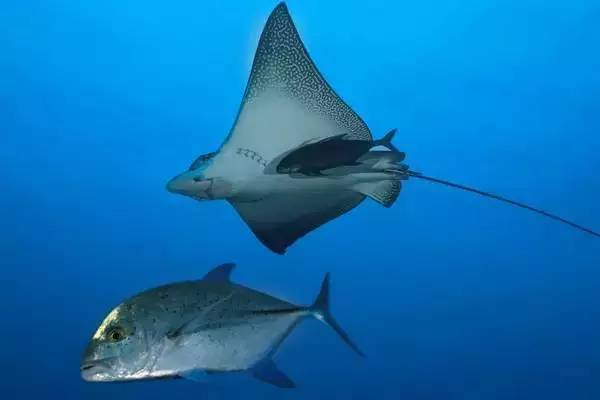 从入门级到朝圣级，职业潜水教练告诉你船宿该怎么选