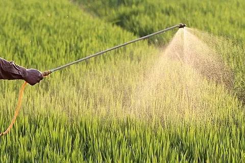 寿光羊吃葱中毒背后：高毒农药使用难监管