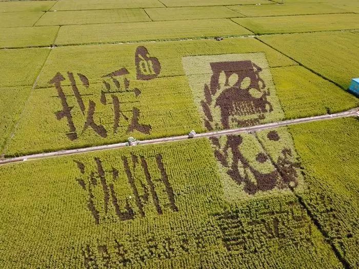 沈阳稻梦空间,沈阳稻梦空间星空
