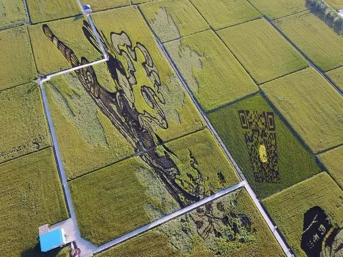 沈阳稻梦空间玉米,沈阳稻梦空间的水稻