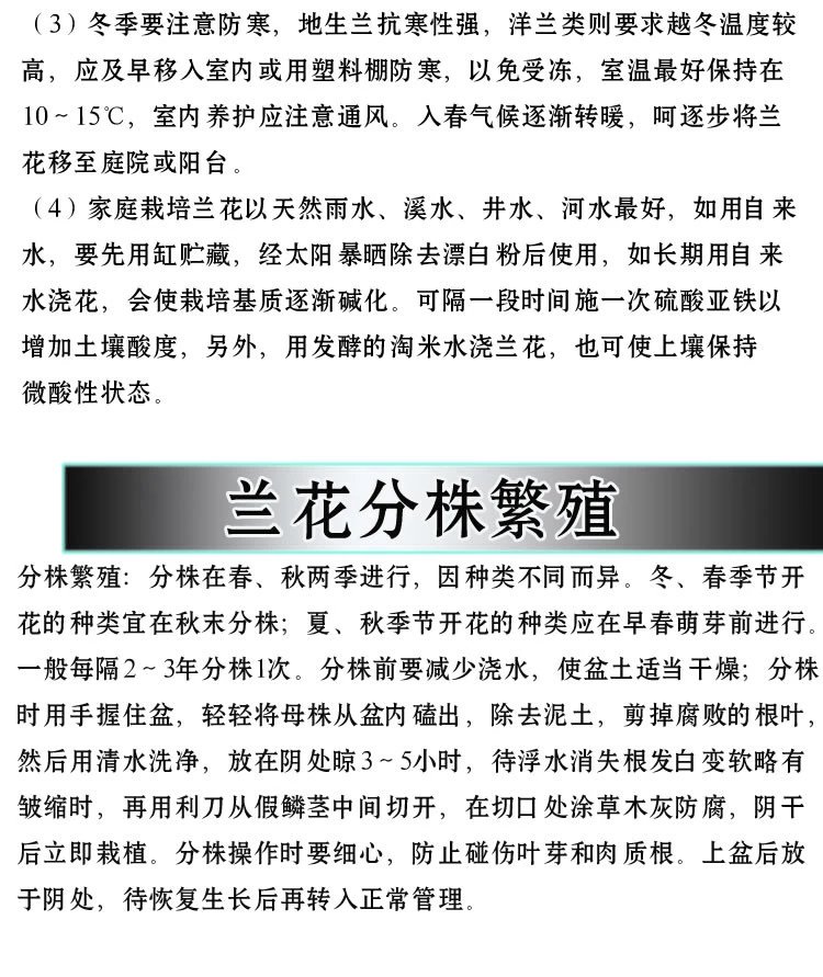 建兰富山奇蝶两片叶子能开花吗,建兰梨山狮王与富山奇蝶哪个好