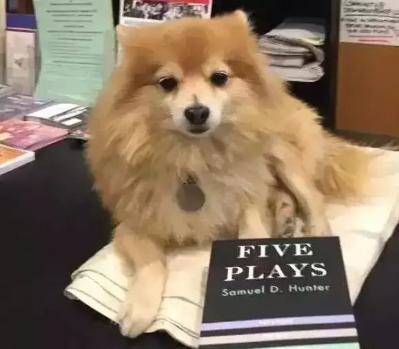 狗狗当销售部老总,狗当老板的店视频