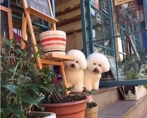 狗狗当销售部老总,狗当老板的店视频