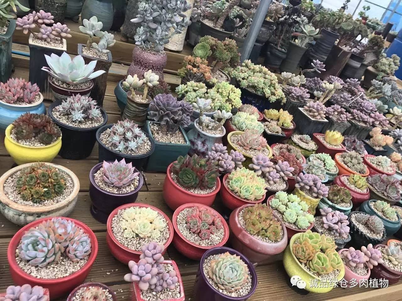 秀肉肉｜本周韩国肉肉直播图集