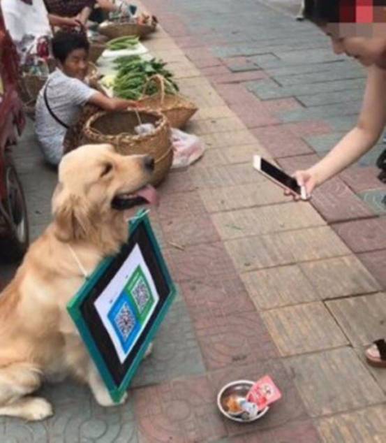 狗狗当超市的老板,狗狗当销售部老总