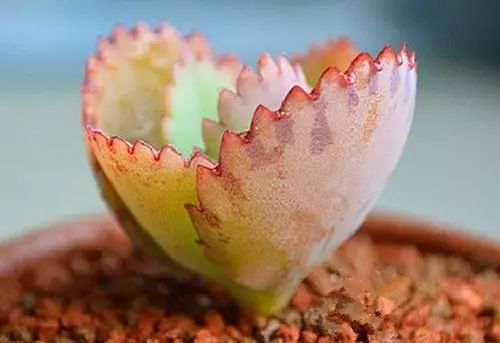 不死鸟爆盆全过程,不死鸟多肉爆盆视频