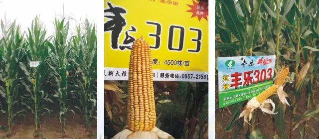 2019年农业部推广的玉米新品种,2022年国家审定的玉米新品种